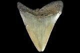 Juvenile Megalodon Tooth - Georgia #115632-1